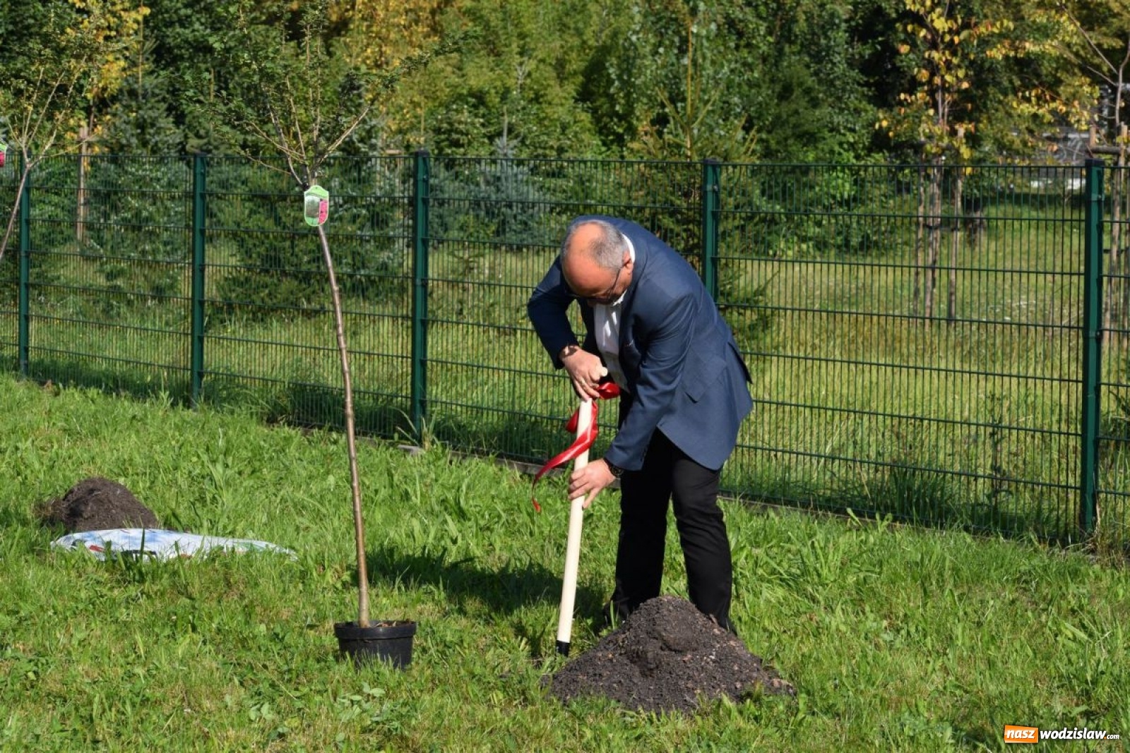 Zdjęcie w galerii na portalu naszwodzislaw.com: W Wodzisławiu Śląskim posadzono 47 nowych drzew [FOTO i WIDEO] wiadomości z regionu