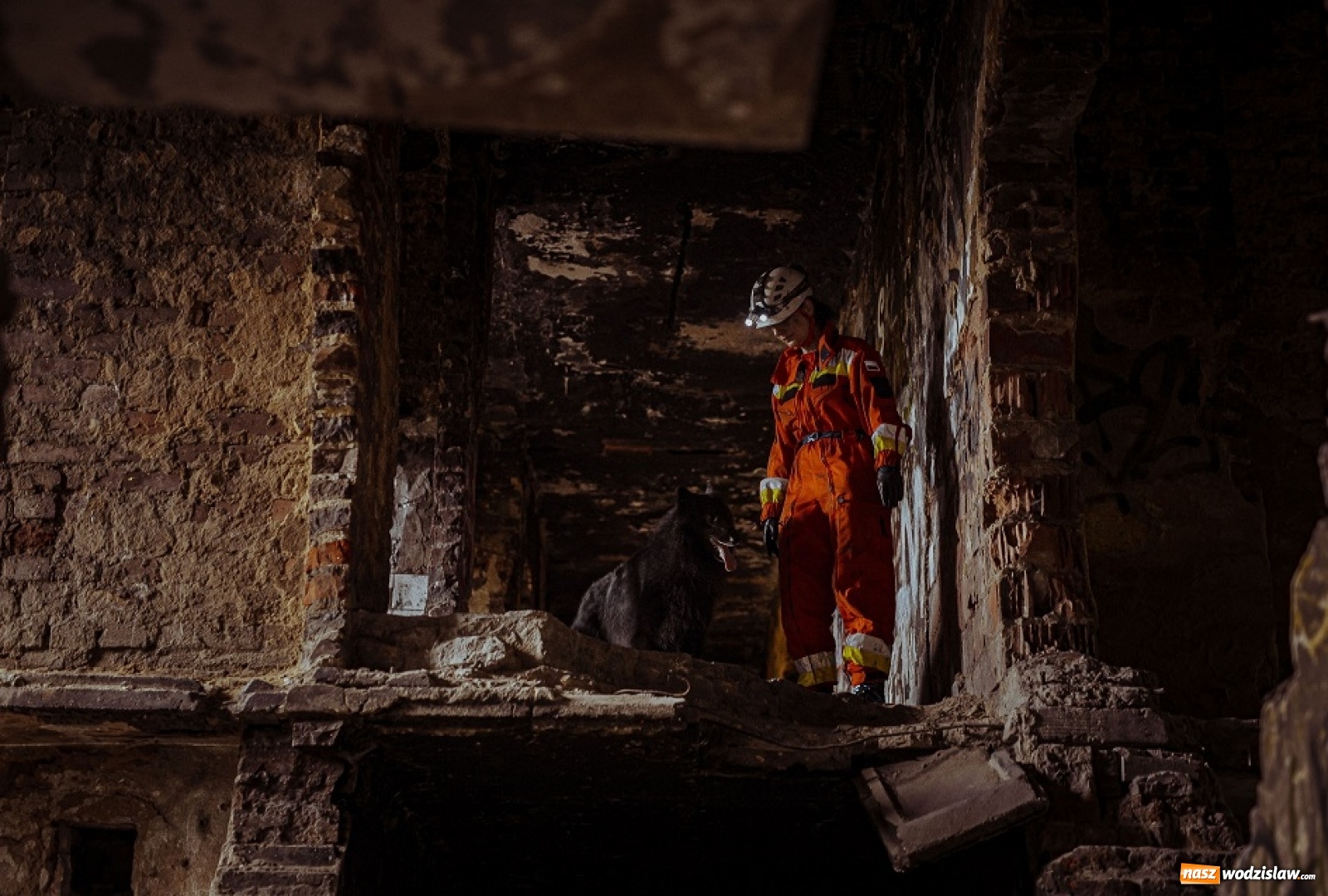 Zdjęcie w galerii na portalu naszwodzislaw.com: Psy ratownicze 13 ŚBOT rozpoczęły szkolenie wiadomości z regionu