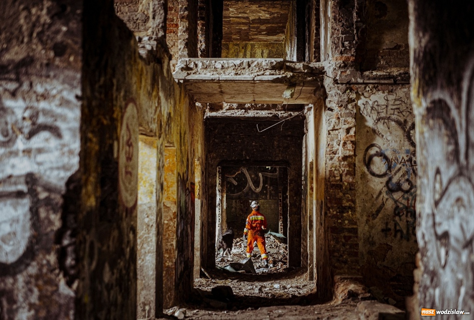 Zdjęcie w galerii na portalu naszwodzislaw.com: Psy ratownicze 13 ŚBOT rozpoczęły szkolenie wiadomości z regionu