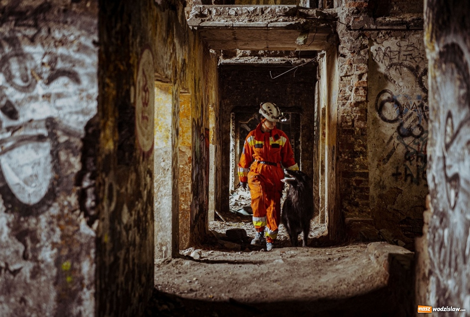 Zdjęcie w galerii na portalu naszwodzislaw.com: Psy ratownicze 13 ŚBOT rozpoczęły szkolenie wiadomości z regionu