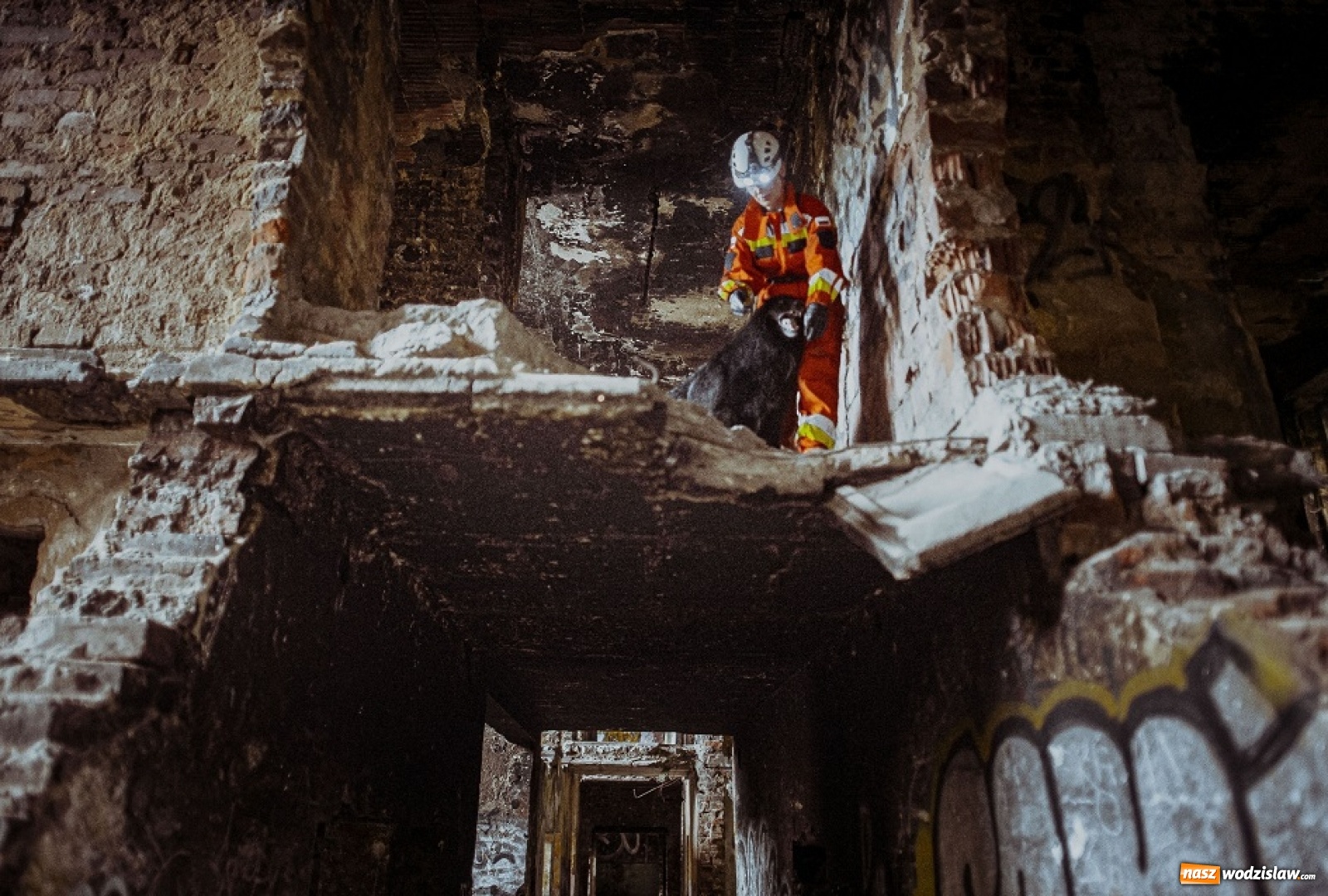 Zdjęcie w galerii na portalu naszwodzislaw.com: Psy ratownicze 13 ŚBOT rozpoczęły szkolenie wiadomości z regionu