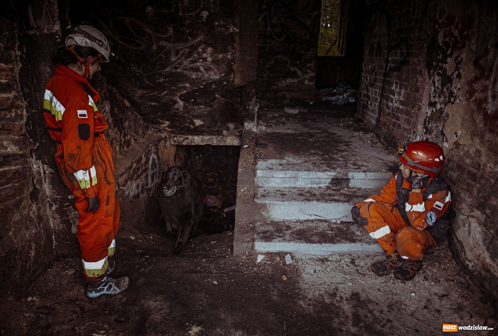 Zdjęcie w galerii na portalu naszwodzislaw.com: Psy ratownicze 13 ŚBOT rozpoczęły szkolenie wiadomości z regionu