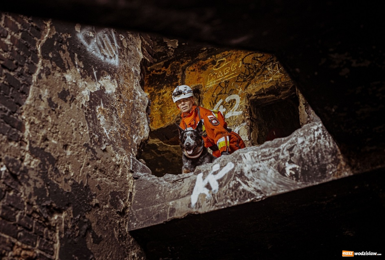 Zdjęcie w galerii na portalu naszwodzislaw.com: Psy ratownicze 13 ŚBOT rozpoczęły szkolenie wiadomości z regionu