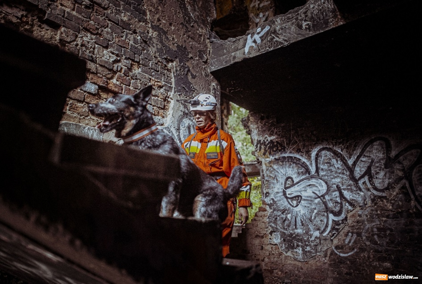 Zdjęcie w galerii na portalu naszwodzislaw.com: Psy ratownicze 13 ŚBOT rozpoczęły szkolenie wiadomości z regionu