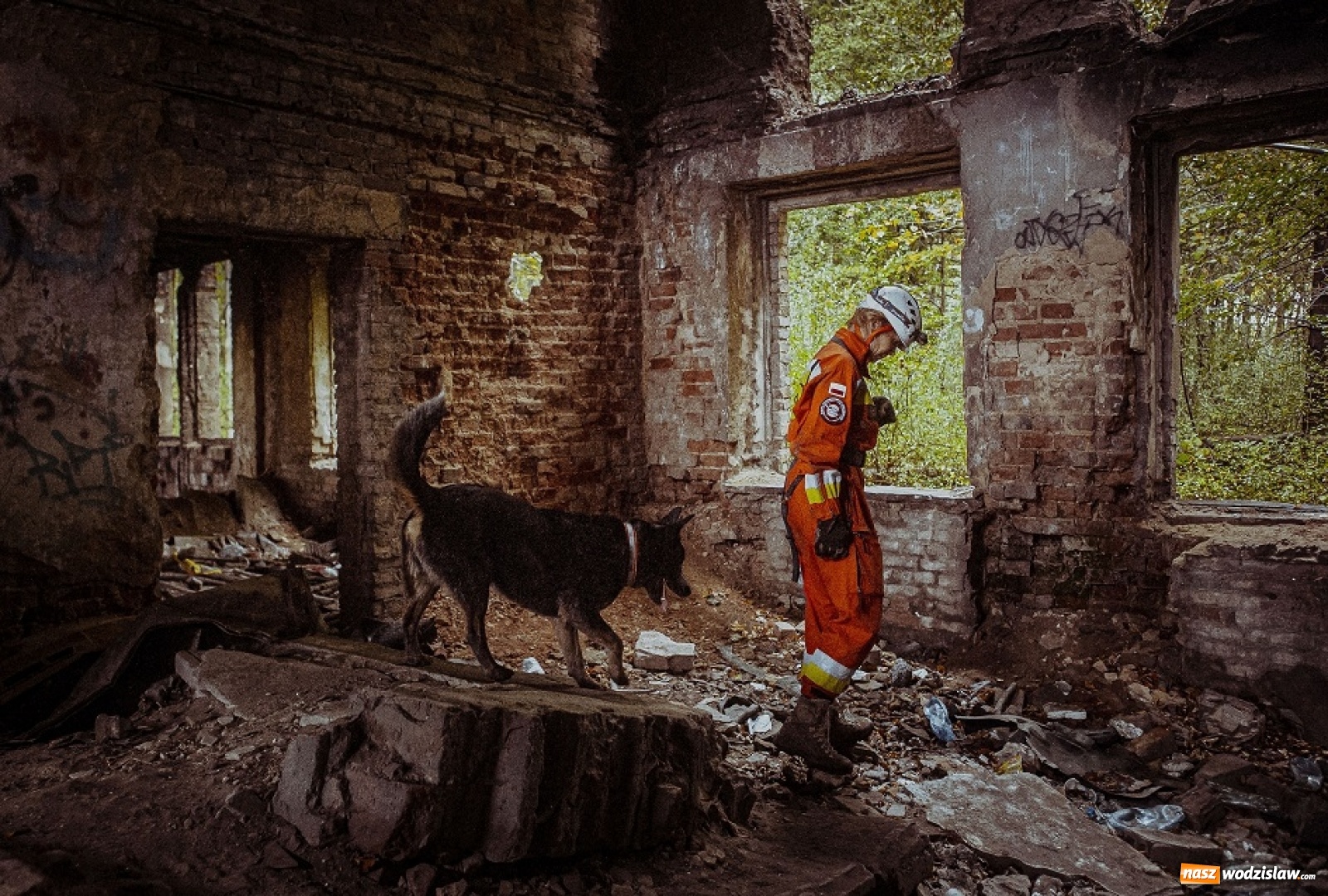 Zdjęcie w galerii na portalu naszwodzislaw.com: Psy ratownicze 13 ŚBOT rozpoczęły szkolenie wiadomości z regionu