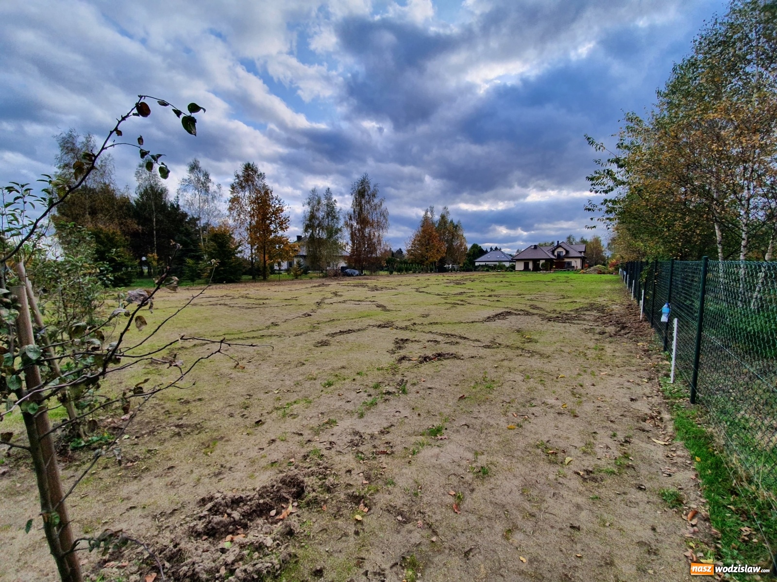 Zdjęcie w galerii na portalu naszwodzislaw.com: Dziki spędzają sen z powiek wodzisławian wiadomości z regionu