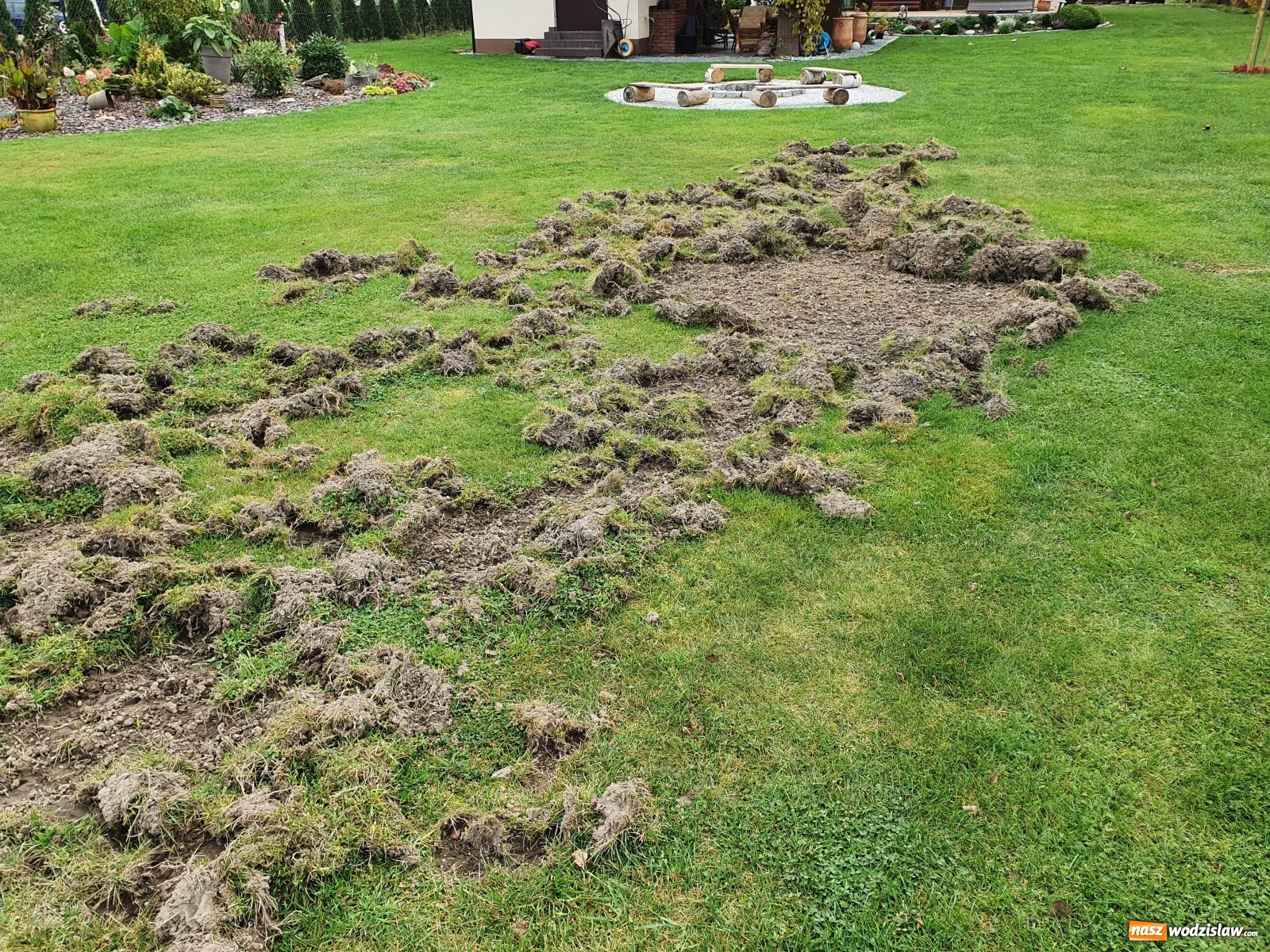 Zdjęcie w galerii na portalu naszwodzislaw.com: Dziki spędzają sen z powiek wodzisławian wiadomości z regionu