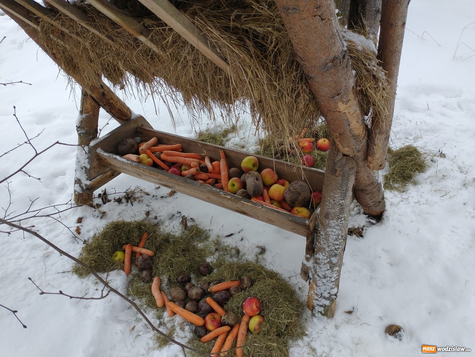Zdjęcie w galerii na portalu naszwodzislaw.com: Przedszkolaki z wodzisławskiej Osiemnastki dokarmiały zwierzynę leśną wiadomości z regionu