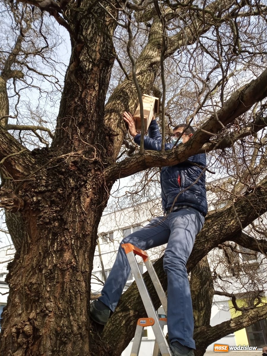 Zdjęcie w galerii na portalu naszwodzislaw.com: W ZPSWR zachęcają do pomocy ptakom wiadomości z regionu