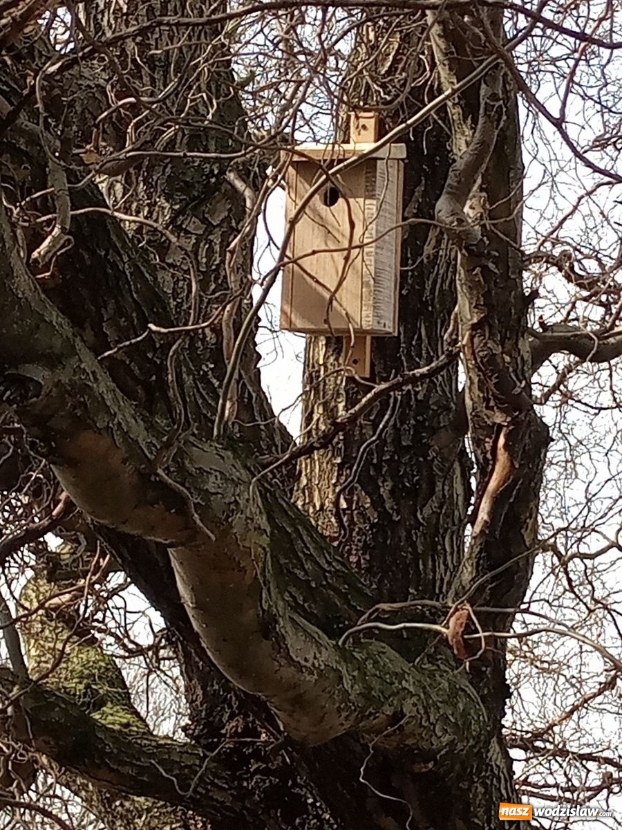 Zdjęcie w galerii na portalu naszwodzislaw.com: W ZPSWR zachęcają do pomocy ptakom wiadomości z regionu