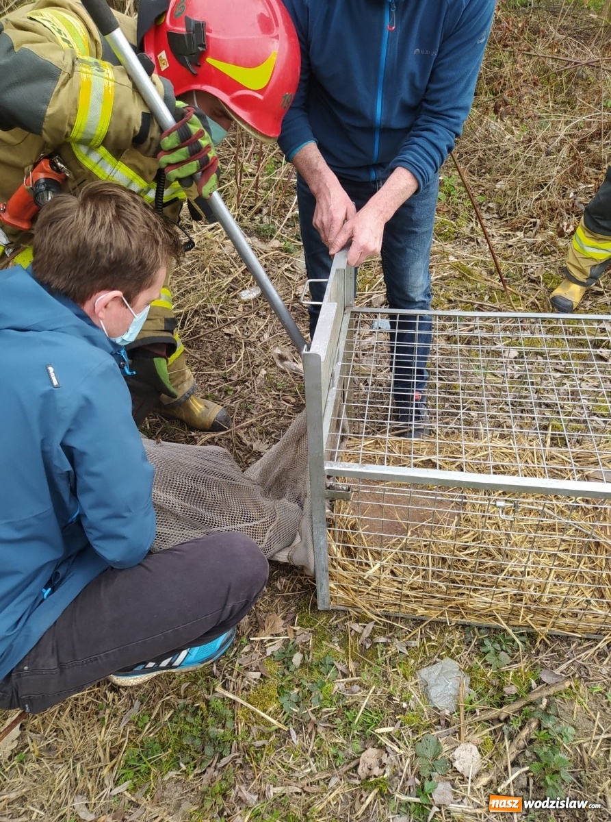 Zdjęcie w galerii na portalu naszwodzislaw.com: Strażacy pospieszyli na ratunek dzikowi [FOTO] wiadomości z regionu