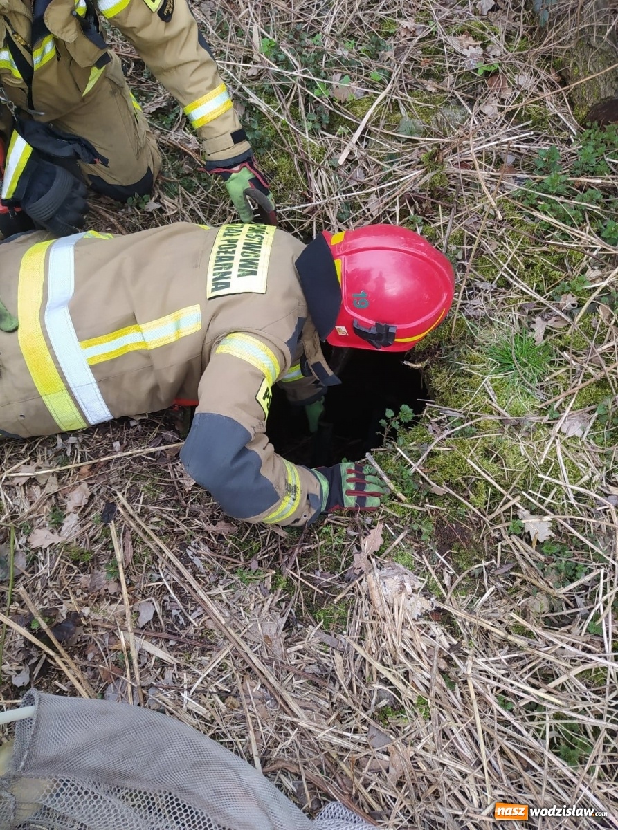 Zdjęcie w galerii na portalu naszwodzislaw.com: Strażacy pospieszyli na ratunek dzikowi [FOTO] wiadomości z regionu