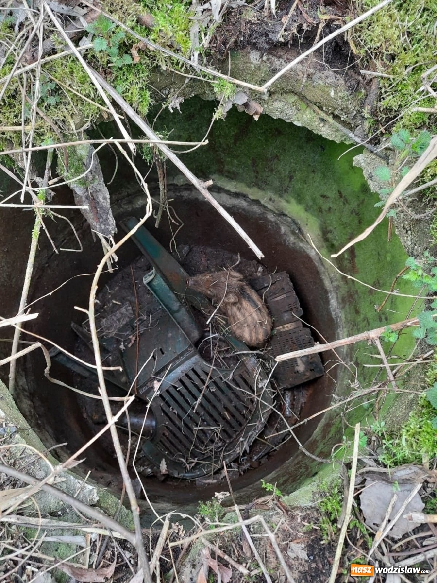 Zdjęcie w galerii na portalu naszwodzislaw.com: Strażacy pospieszyli na ratunek dzikowi [FOTO] wiadomości z regionu