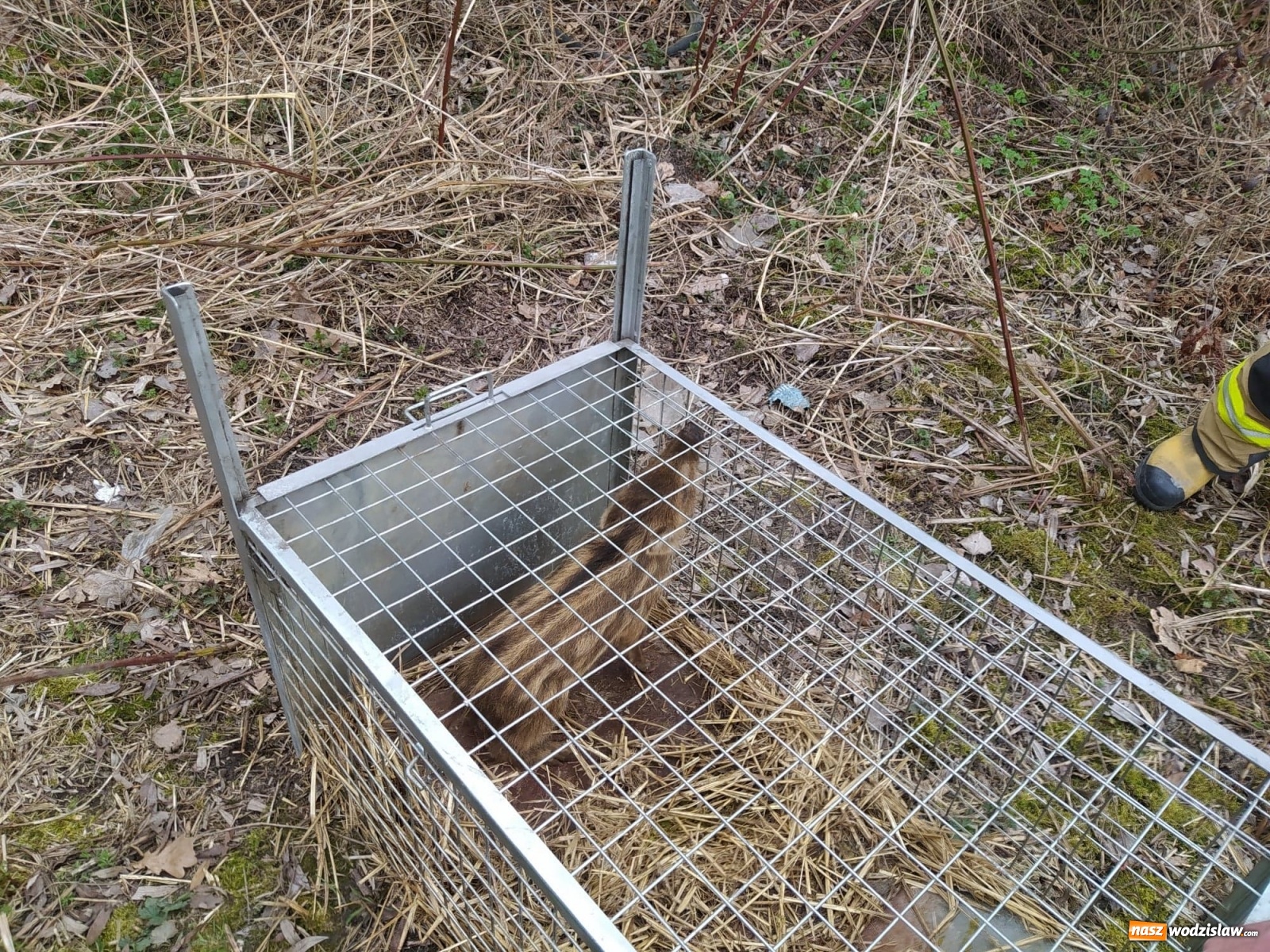 Zdjęcie w galerii na portalu naszwodzislaw.com: Strażacy pospieszyli na ratunek dzikowi [FOTO] wiadomości z regionu