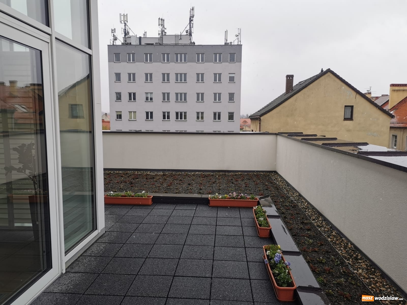 Zdjęcie w galerii na portalu naszwodzislaw.com: Przynieś kwiaty, obudź wiosnę. Akcja Oazy Aktywności wiadomości z regionu