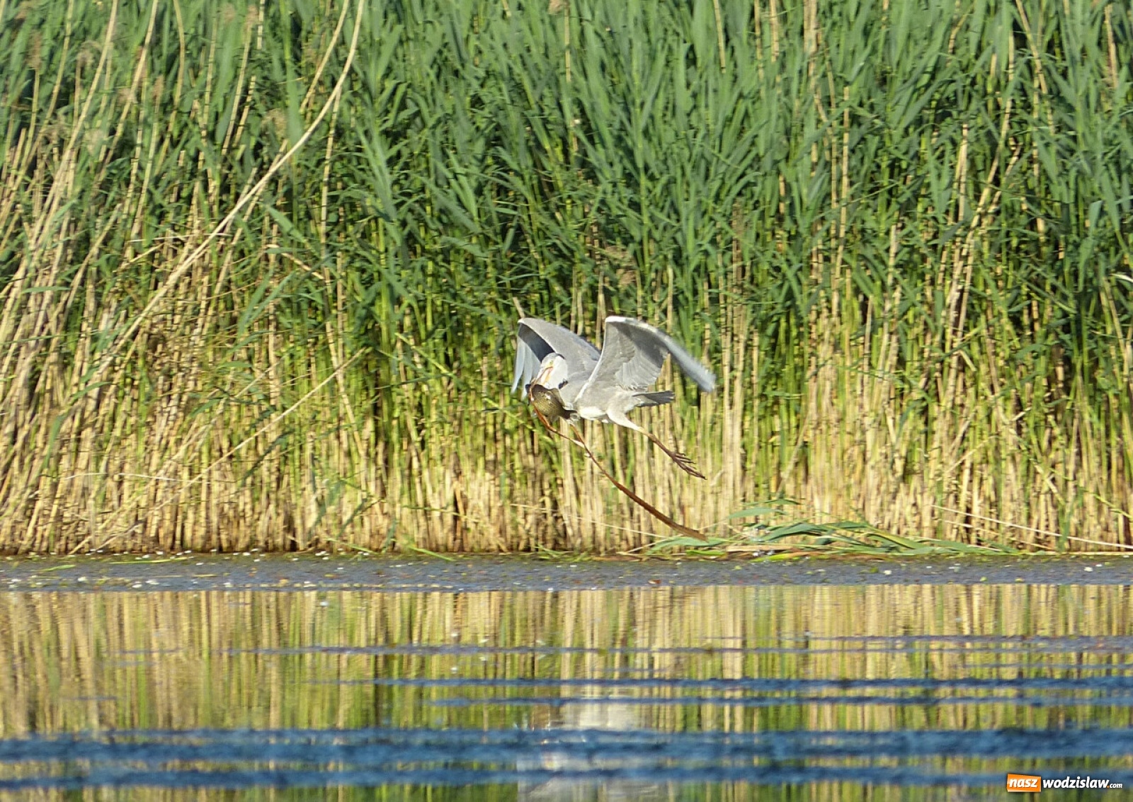 Zdjęcie w galerii na portalu naszwodzislaw.com: Foton w hołdzie Ziemi. E-wystawa studentów raciborskiej PWSZ wiadomości z regionu