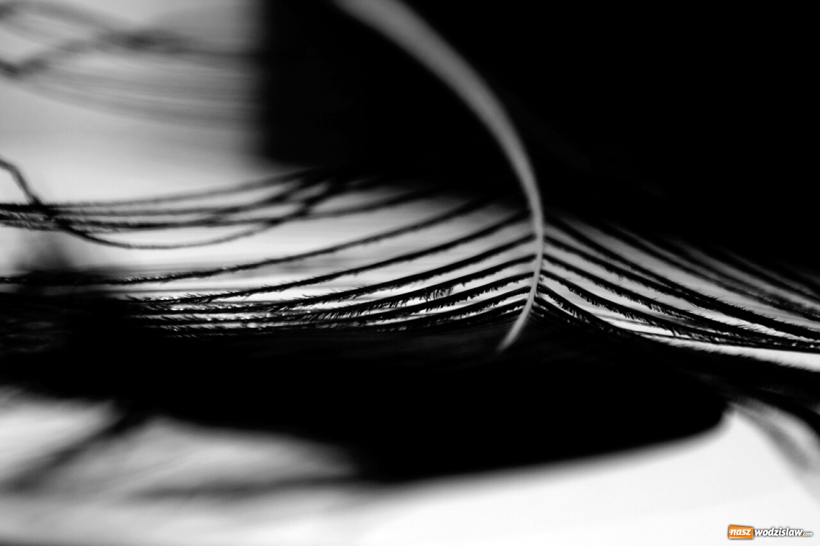 Zdjęcie w galerii na portalu naszwodzislaw.com: Foton w hołdzie Ziemi. E-wystawa studentów raciborskiej PWSZ wiadomości z regionu