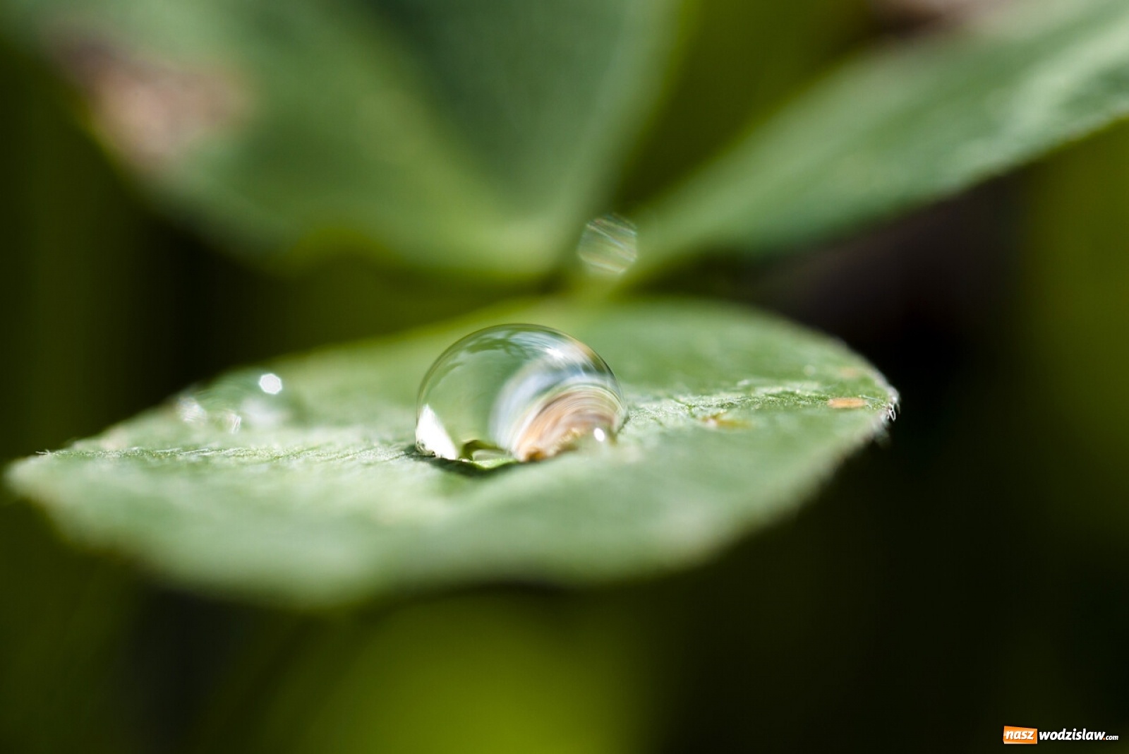 Zdjęcie w galerii na portalu naszwodzislaw.com: Foton w hołdzie Ziemi. E-wystawa studentów raciborskiej PWSZ wiadomości z regionu