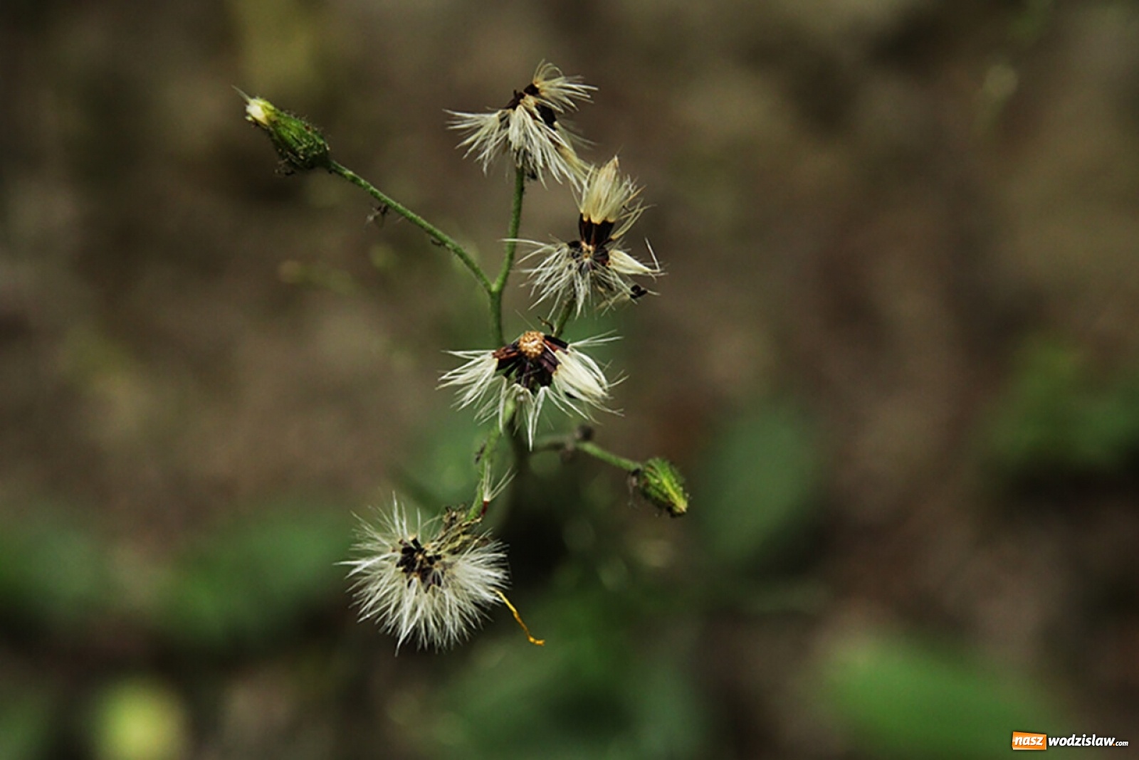 Zdjęcie w galerii na portalu naszwodzislaw.com: Foton w hołdzie Ziemi. E-wystawa studentów raciborskiej PWSZ wiadomości z regionu