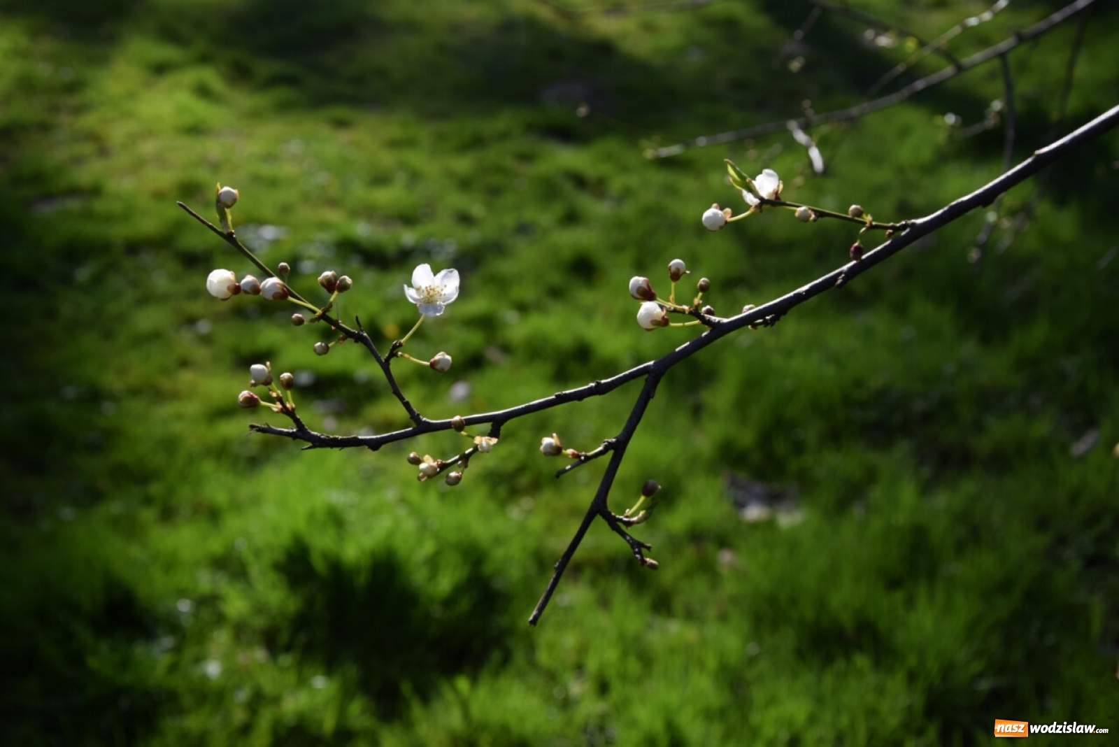 Zdjęcie w galerii na portalu naszwodzislaw.com: Foton w hołdzie Ziemi. E-wystawa studentów raciborskiej PWSZ wiadomości z regionu