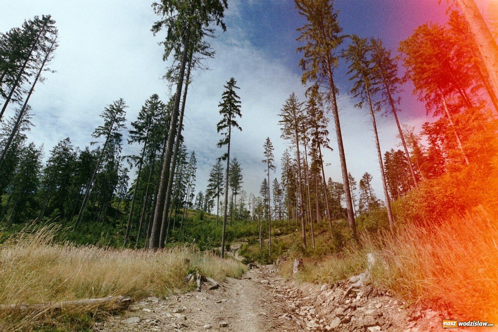 Zdjęcie w galerii na portalu naszwodzislaw.com: Foton w hołdzie Ziemi. E-wystawa studentów raciborskiej PWSZ wiadomości z regionu