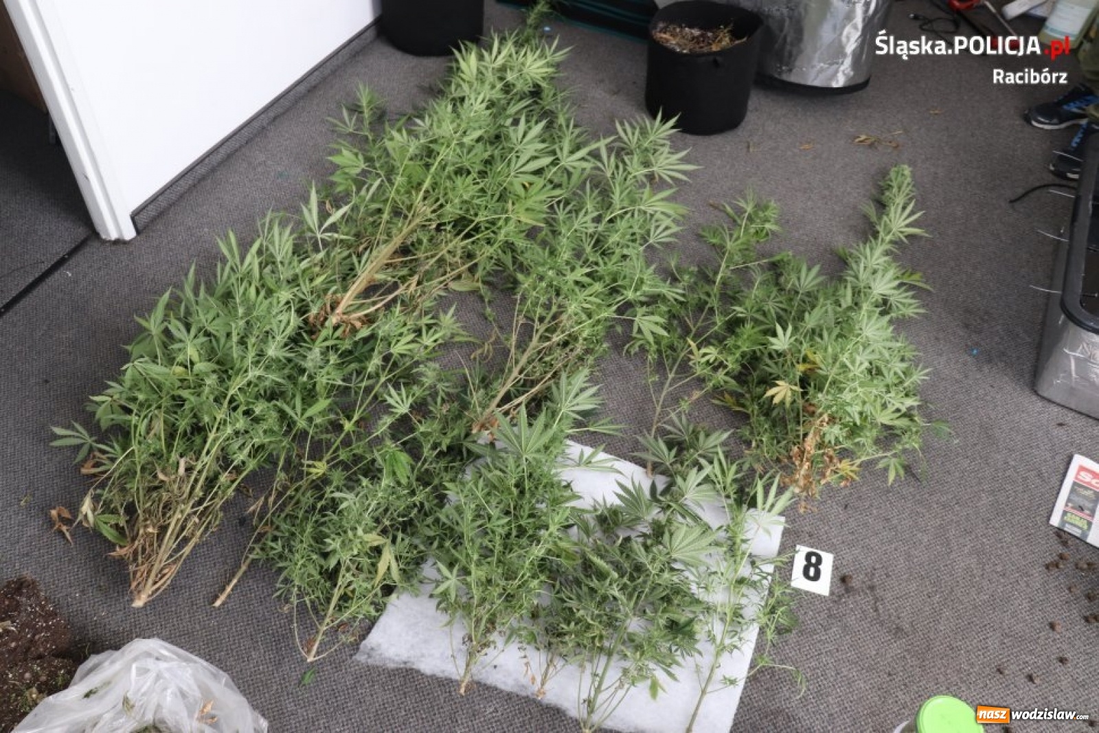 Zdjęcie w galerii na portalu naszwodzislaw.com: Raciborscy kryminalni zatrzymali 33-letniego mieszkańca powiatu wodzisławskiego wiadomości z regionu