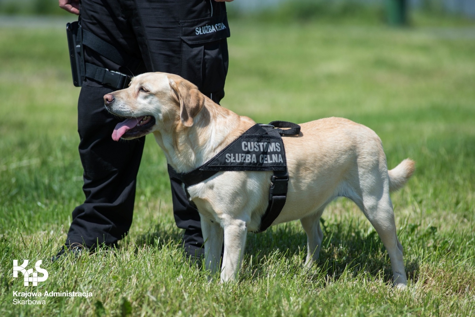 Zdjęcie w galerii na portalu naszwodzislaw.com: Śląska KAS chce przyjąć 50 funkcjonariuszy. Sprawdź, ile płaci na start wiadomości z regionu