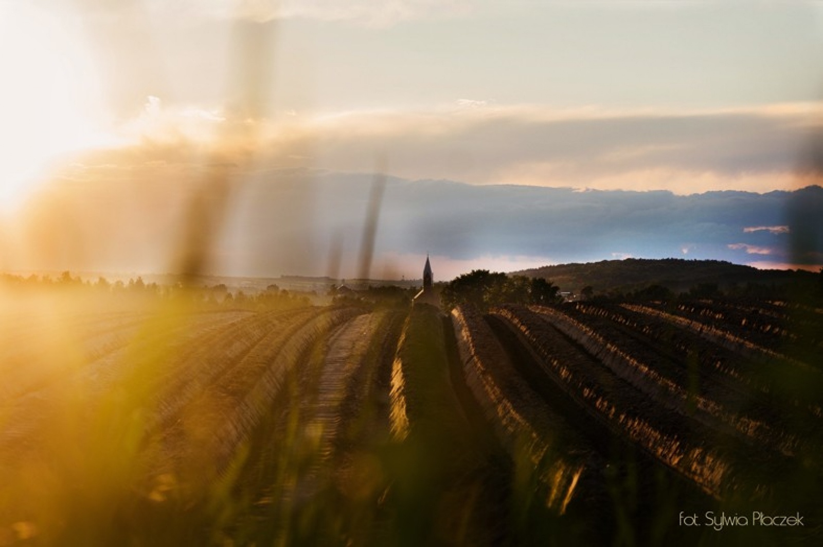 Zdjęcie w galerii na portalu naszwodzislaw.com: Konkurs fotograficzny Wiosna w Lubomi rozstrzygnięty wiadomości z regionu