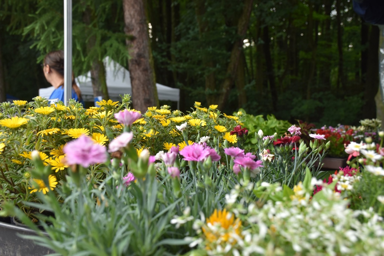 Zdjęcie w galerii na portalu naszwodzislaw.com: IV Wodzisławska Noc Świętojańska za nami [FOTO] wiadomości z regionu