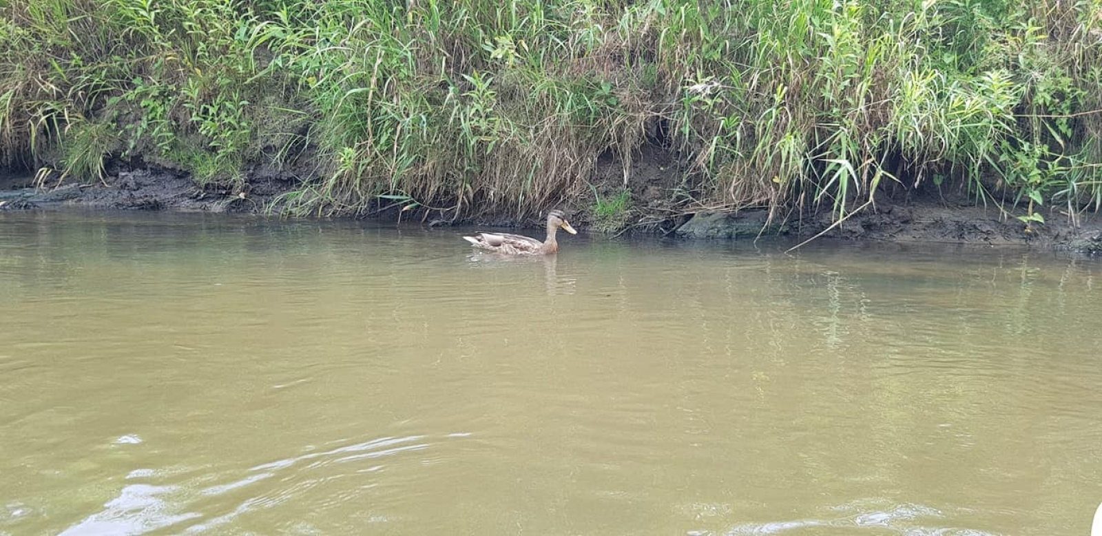 Zdjęcie w galerii na portalu naszwodzislaw.com: Zarażamy radością. Spływy kajakowe z Gminnym Ośrodkiem Sportu w Mszanie wiadomości z regionu