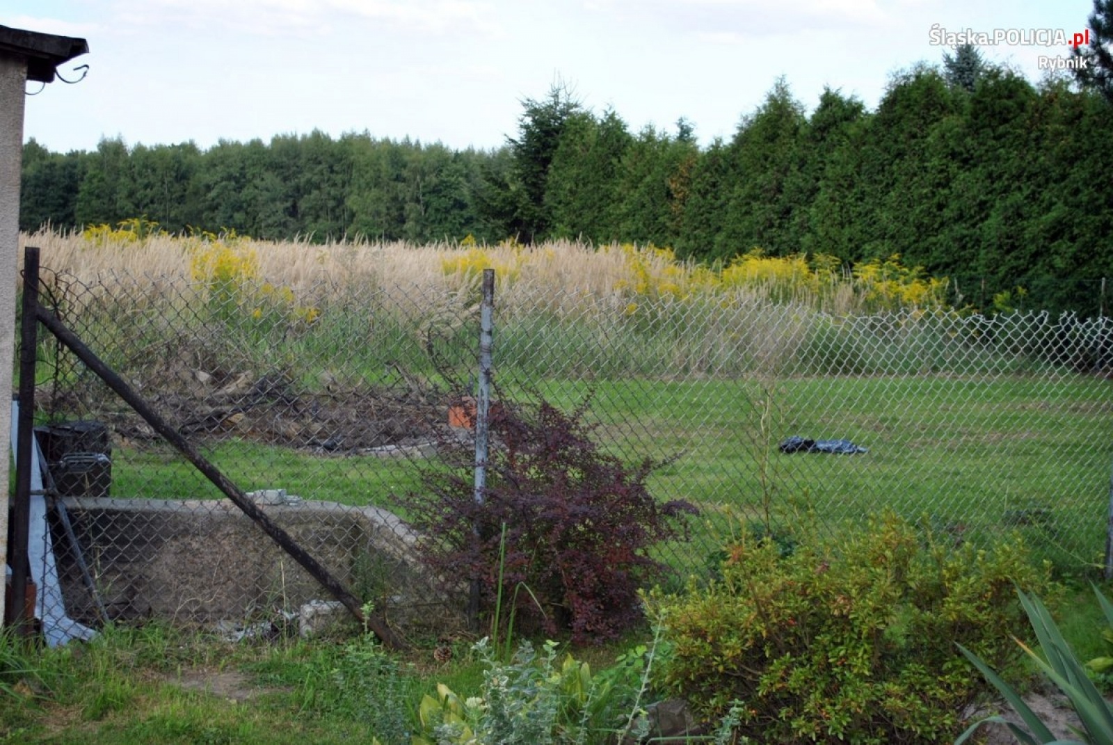 Zdjęcie w galerii na portalu naszwodzislaw.com: Dwóch rybniczan odpowie za zabicie szczeniąt wiadomości z regionu