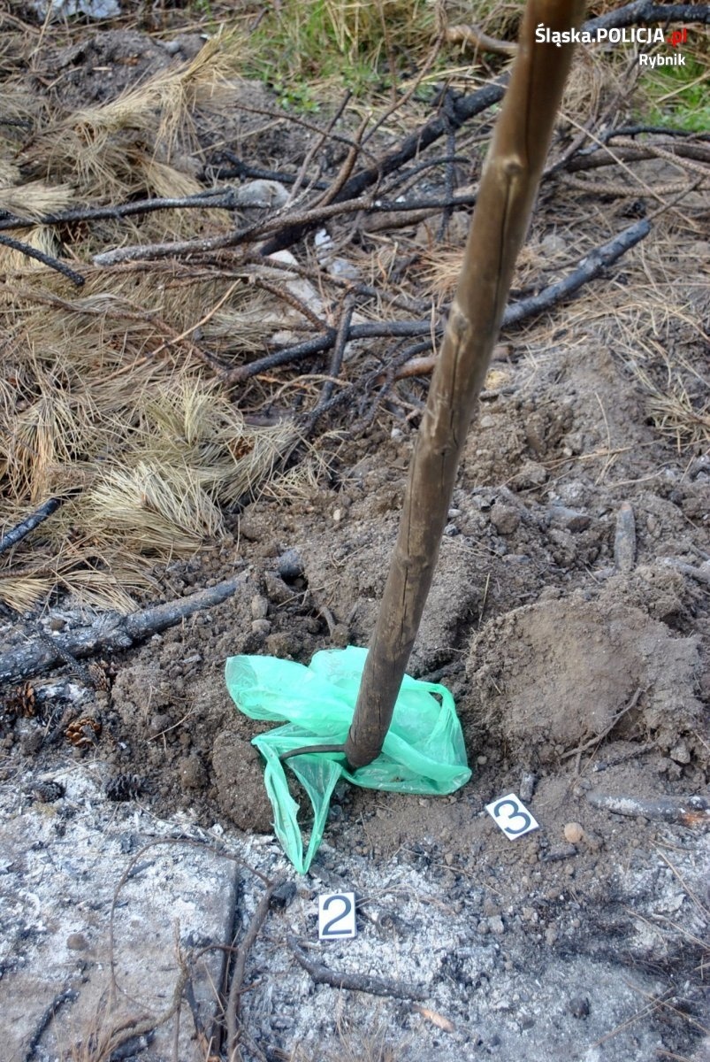 Zdjęcie w galerii na portalu naszwodzislaw.com: Dwóch rybniczan odpowie za zabicie szczeniąt wiadomości z regionu