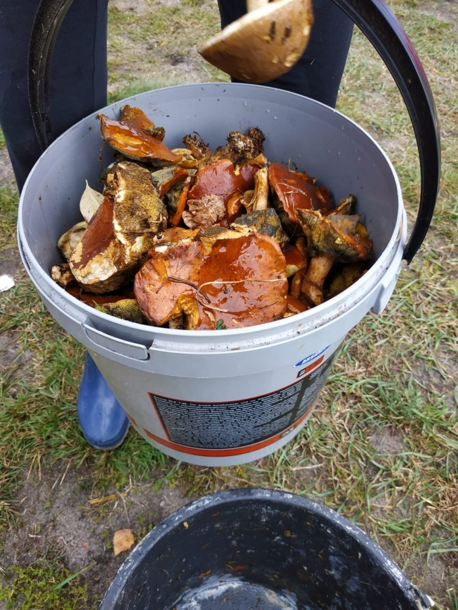 Zdjęcie w galerii na portalu naszwodzislaw.com: Znamy nowych mistrzów grzybobrania wiadomości z regionu