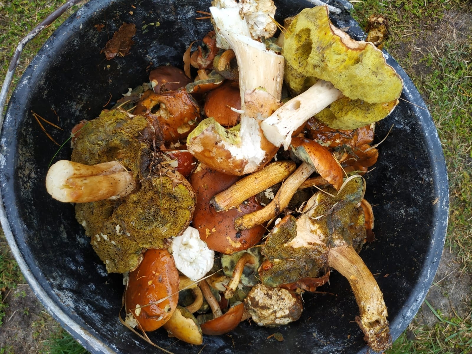 Zdjęcie w galerii na portalu naszwodzislaw.com: Znamy nowych mistrzów grzybobrania wiadomości z regionu