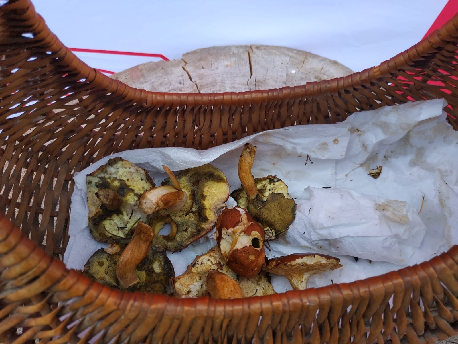 Zdjęcie w galerii na portalu naszwodzislaw.com: Znamy nowych mistrzów grzybobrania wiadomości z regionu