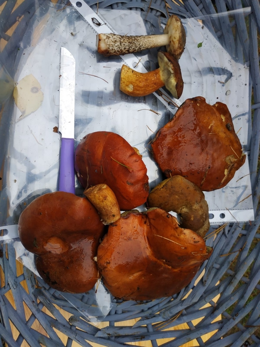 Zdjęcie w galerii na portalu naszwodzislaw.com: Znamy nowych mistrzów grzybobrania wiadomości z regionu