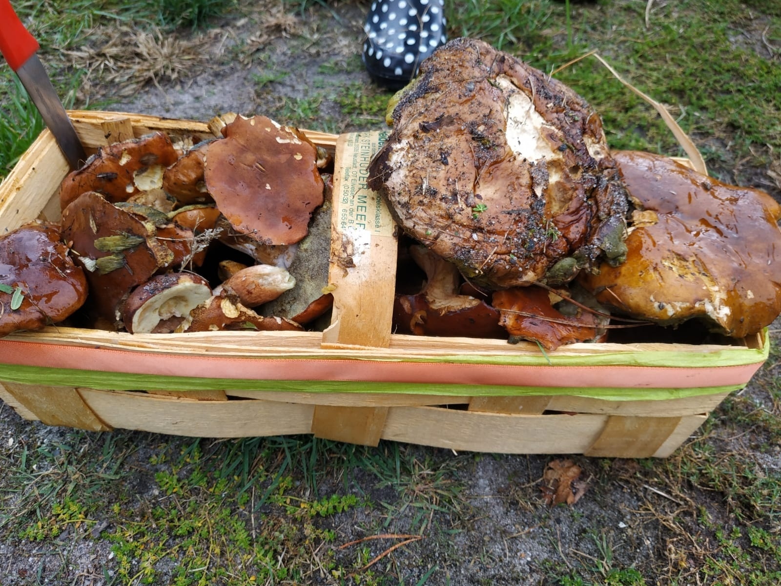 Zdjęcie w galerii na portalu naszwodzislaw.com: Znamy nowych mistrzów grzybobrania wiadomości z regionu