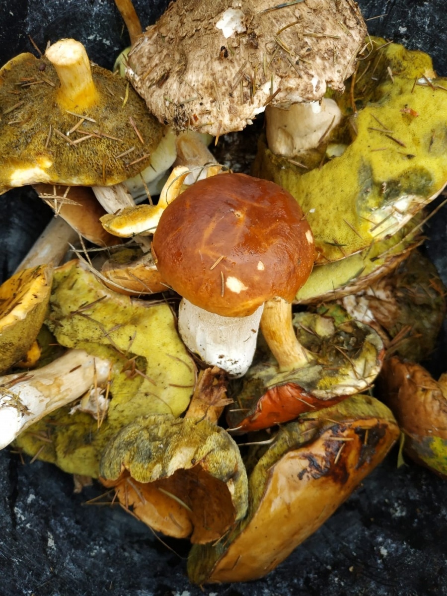 Zdjęcie w galerii na portalu naszwodzislaw.com: Znamy nowych mistrzów grzybobrania wiadomości z regionu