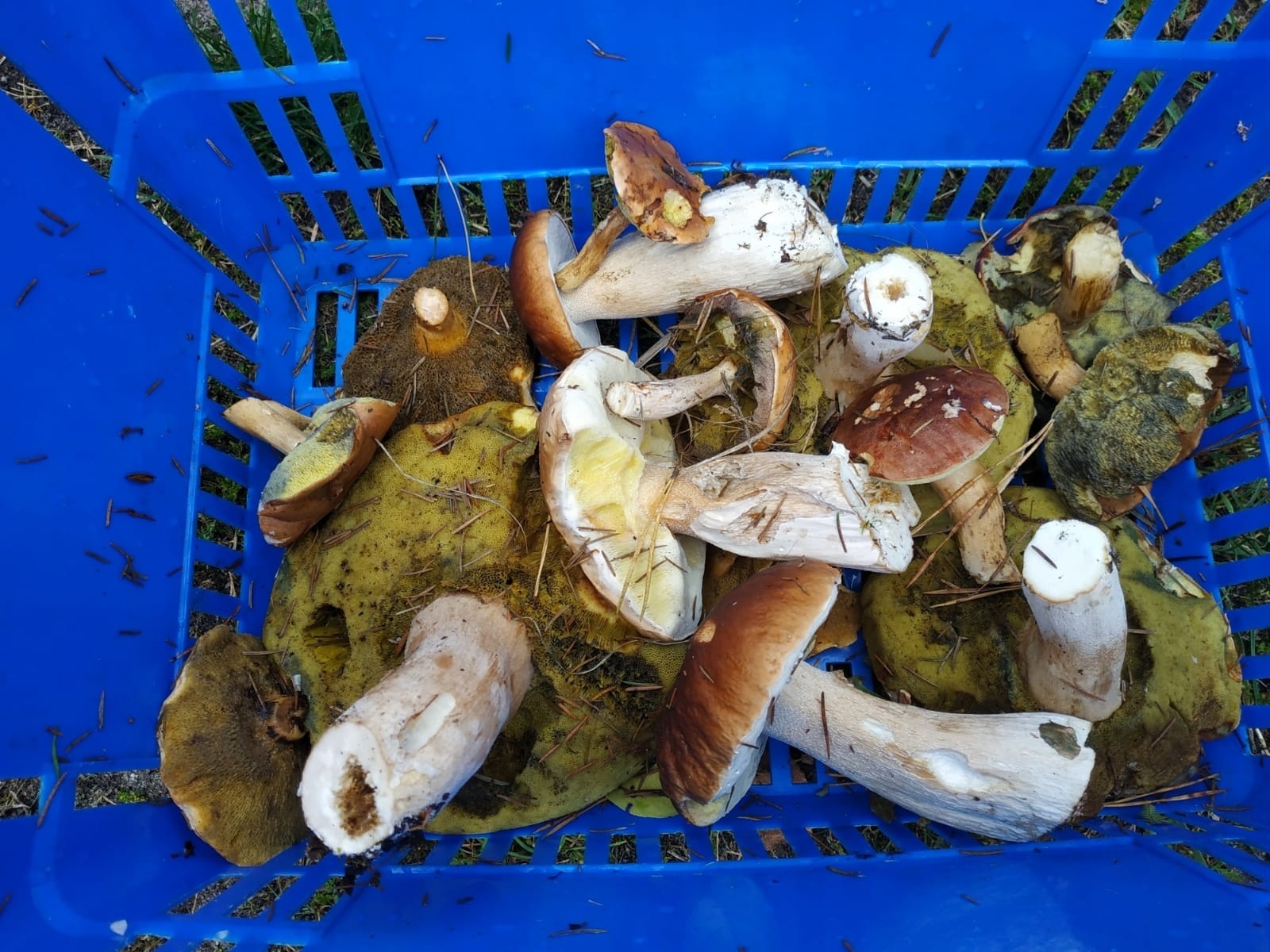 Zdjęcie w galerii na portalu naszwodzislaw.com: Znamy nowych mistrzów grzybobrania wiadomości z regionu