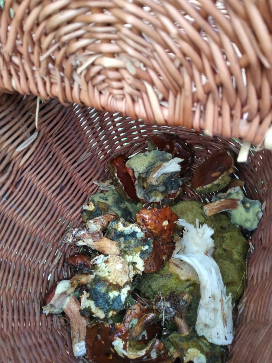 Zdjęcie w galerii na portalu naszwodzislaw.com: Znamy nowych mistrzów grzybobrania wiadomości z regionu