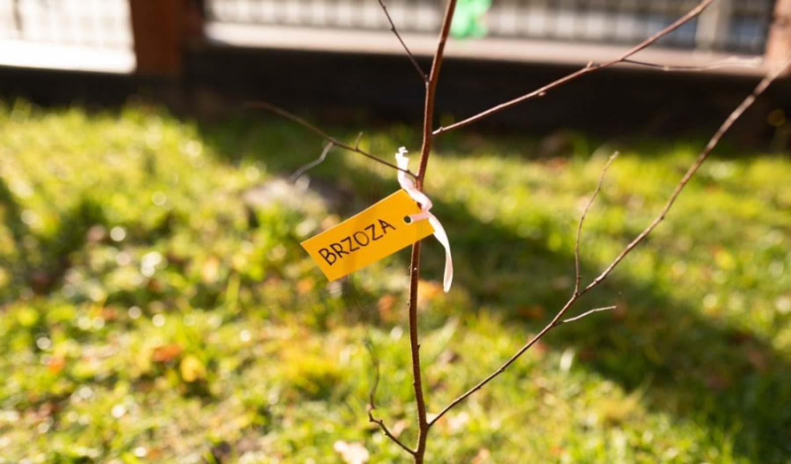 Zdjęcie w galerii na portalu naszwodzislaw.com: Październik miesiącem lasów. ZSP 5 podsumował akcję wiadomości z regionu