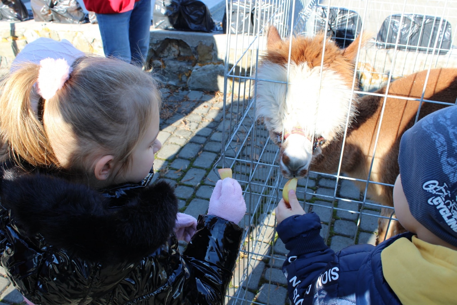 Zdjęcie w galerii na portalu naszwodzislaw.com: Alpaki i konkursy na otwarciu po remoncie biblioteki w Mszanie [FOTO] wiadomości z regionu