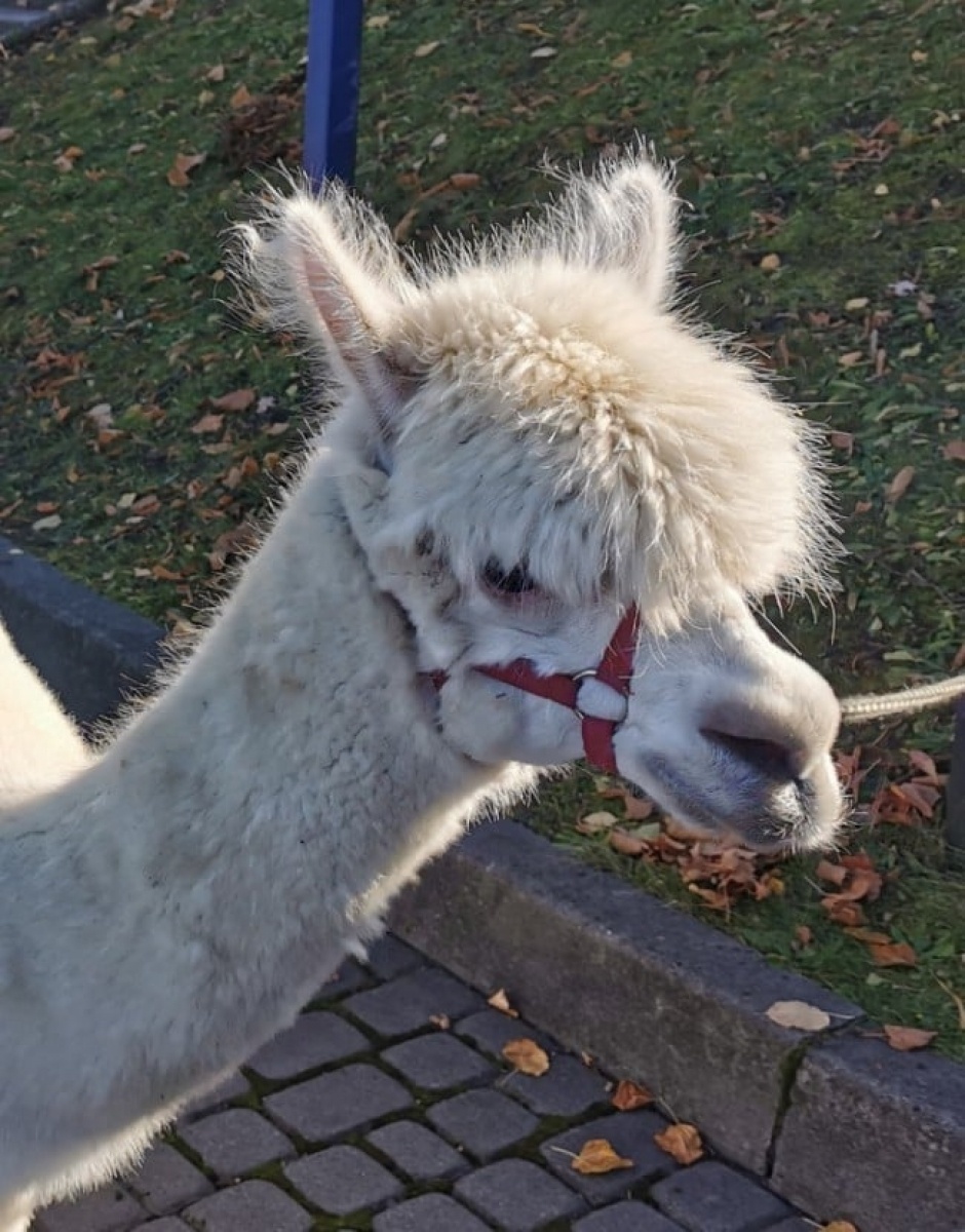 Zdjęcie w galerii na portalu naszwodzislaw.com: Alpaki i konkursy na otwarciu po remoncie biblioteki w Mszanie [FOTO] wiadomości z regionu