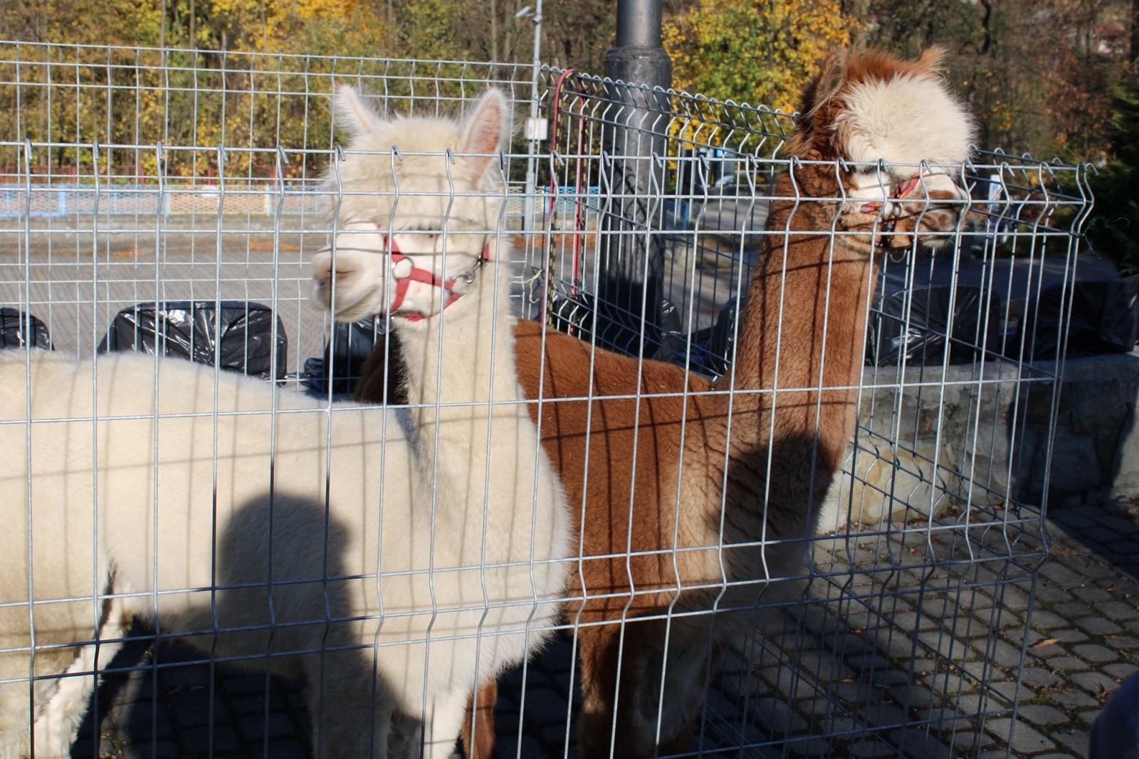Zdjęcie w galerii na portalu naszwodzislaw.com: Alpaki i konkursy na otwarciu po remoncie biblioteki w Mszanie [FOTO] wiadomości z regionu