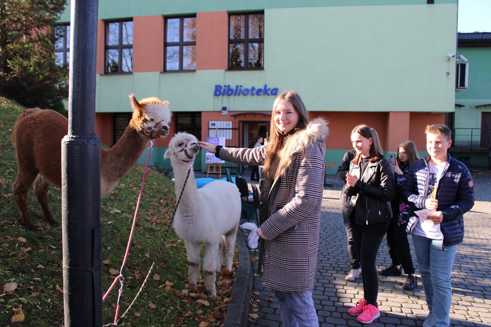 Zdjęcie w galerii na portalu naszwodzislaw.com: Alpaki i konkursy na otwarciu po remoncie biblioteki w Mszanie [FOTO] wiadomości z regionu