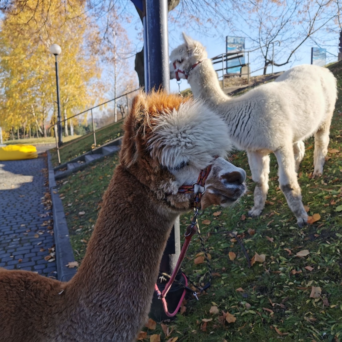 Zdjęcie w galerii na portalu naszwodzislaw.com: Alpaki i konkursy na otwarciu po remoncie biblioteki w Mszanie [FOTO] wiadomości z regionu