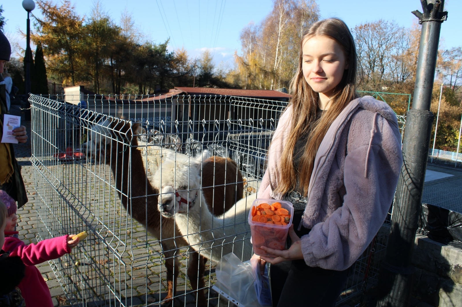 Zdjęcie w galerii na portalu naszwodzislaw.com: Alpaki i konkursy na otwarciu po remoncie biblioteki w Mszanie [FOTO] wiadomości z regionu