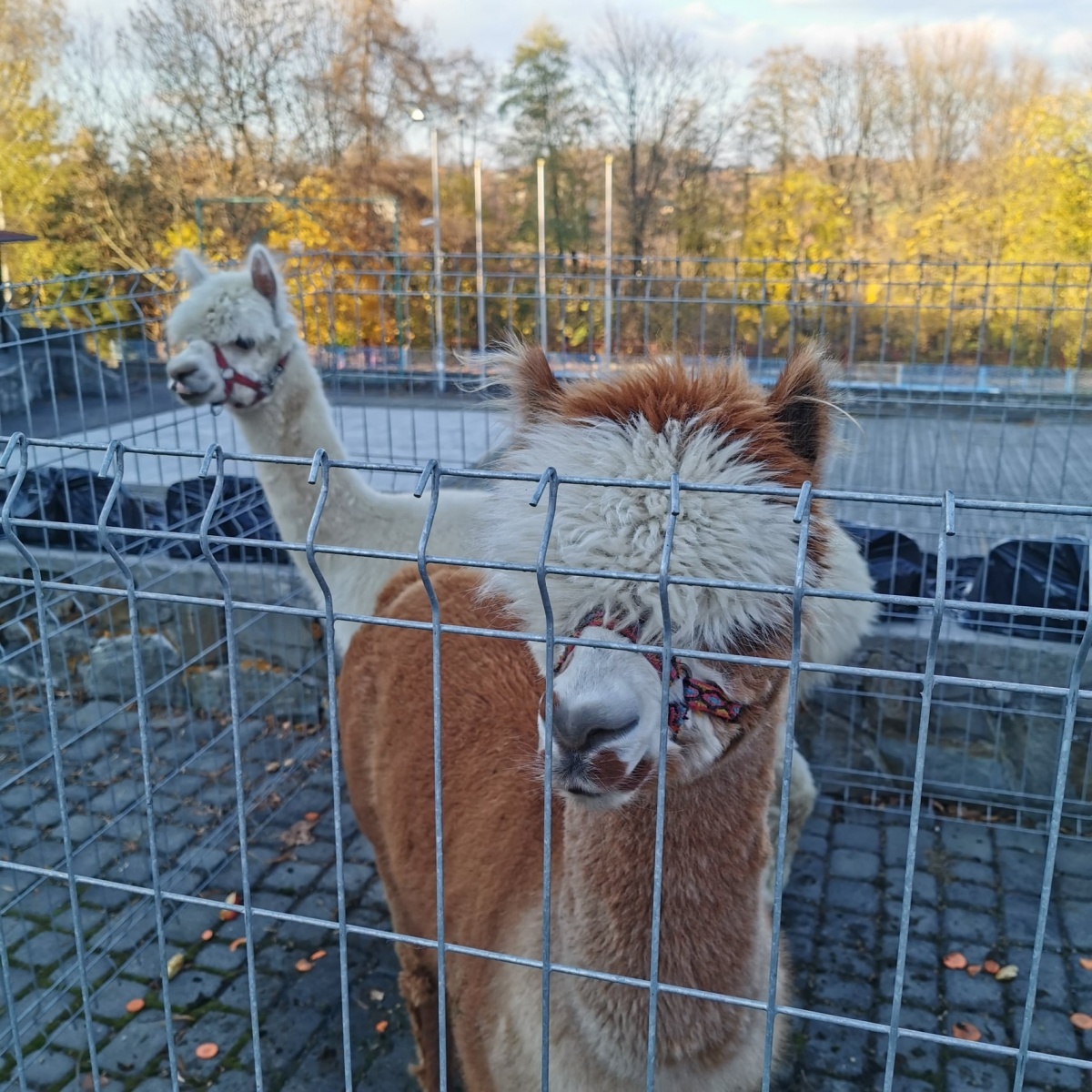 Zdjęcie w galerii na portalu naszwodzislaw.com: Alpaki i konkursy na otwarciu po remoncie biblioteki w Mszanie [FOTO] wiadomości z regionu