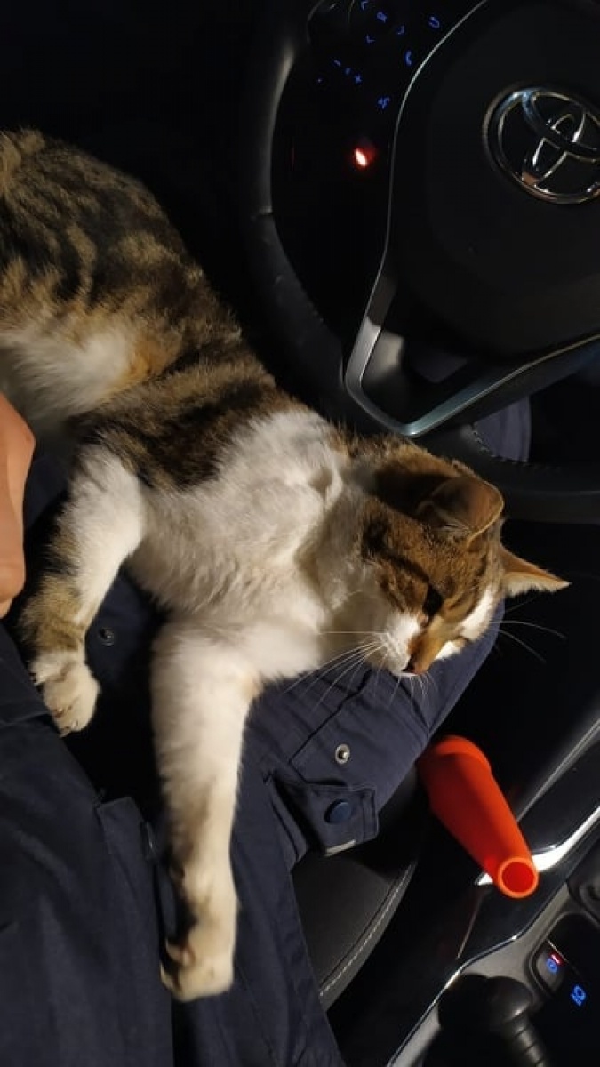 Zdjęcie w galerii na portalu naszwodzislaw.com: Policjanci z Wodzisławia Śl. wspierają wojsko i pograniczników wiadomości z regionu