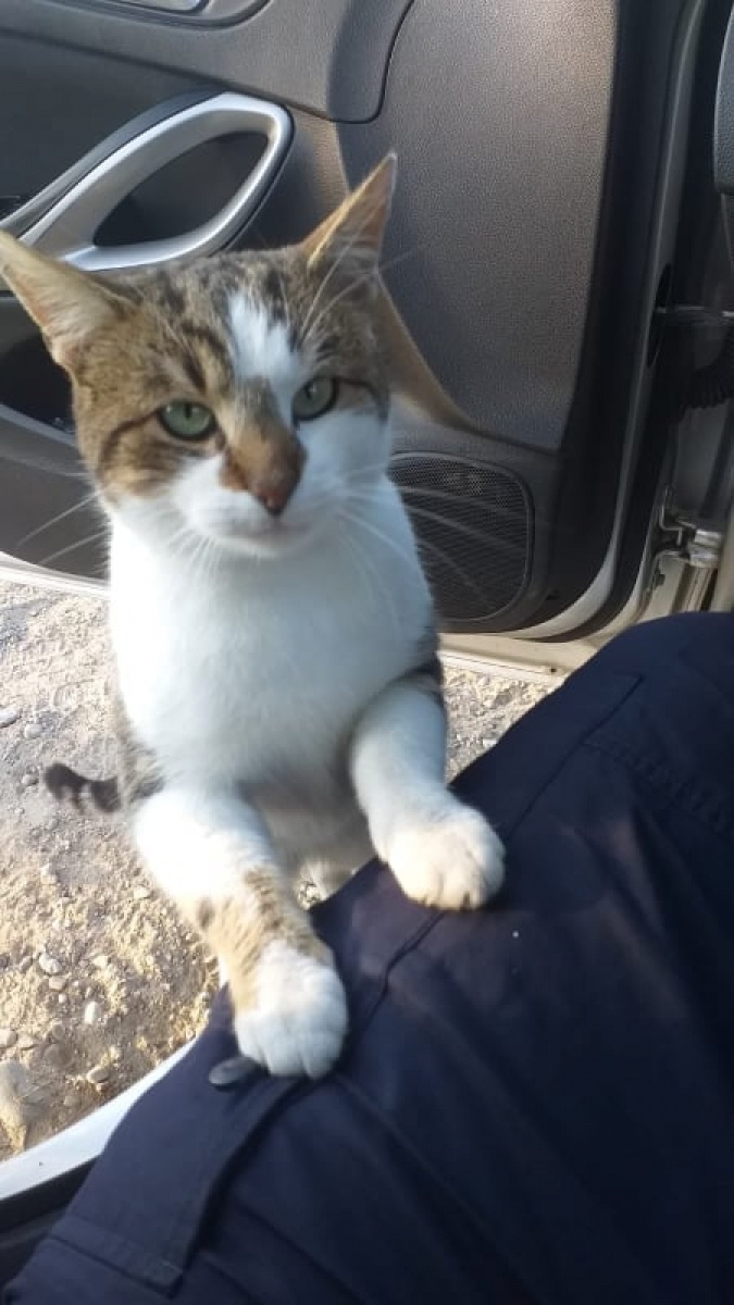 Zdjęcie w galerii na portalu naszwodzislaw.com: Policjanci z Wodzisławia Śl. wspierają wojsko i pograniczników wiadomości z regionu